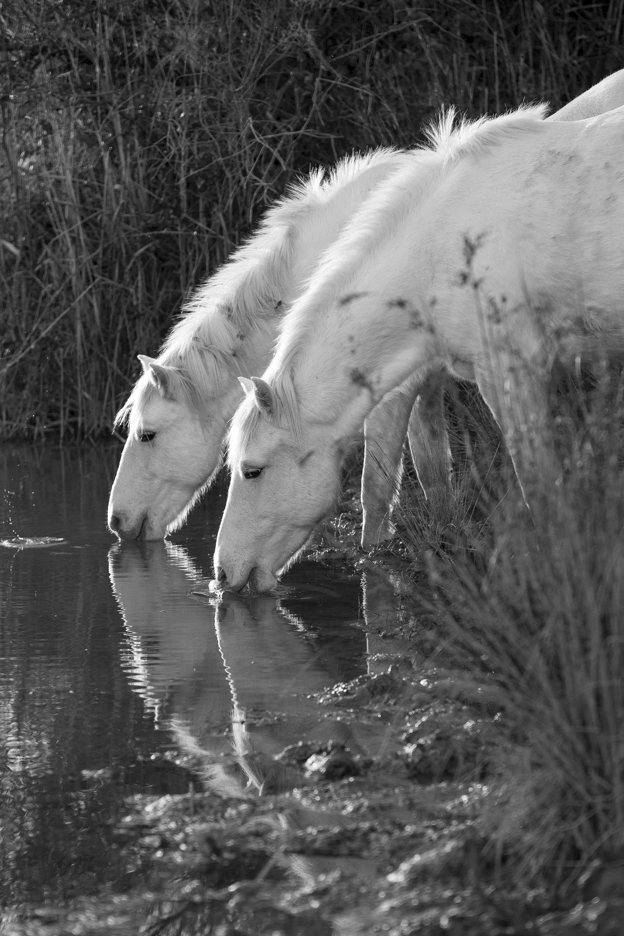 Camargue Friendship