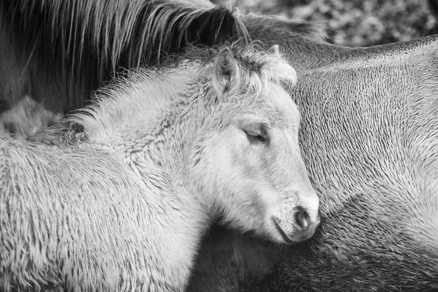 Nestled against his mother’s belly