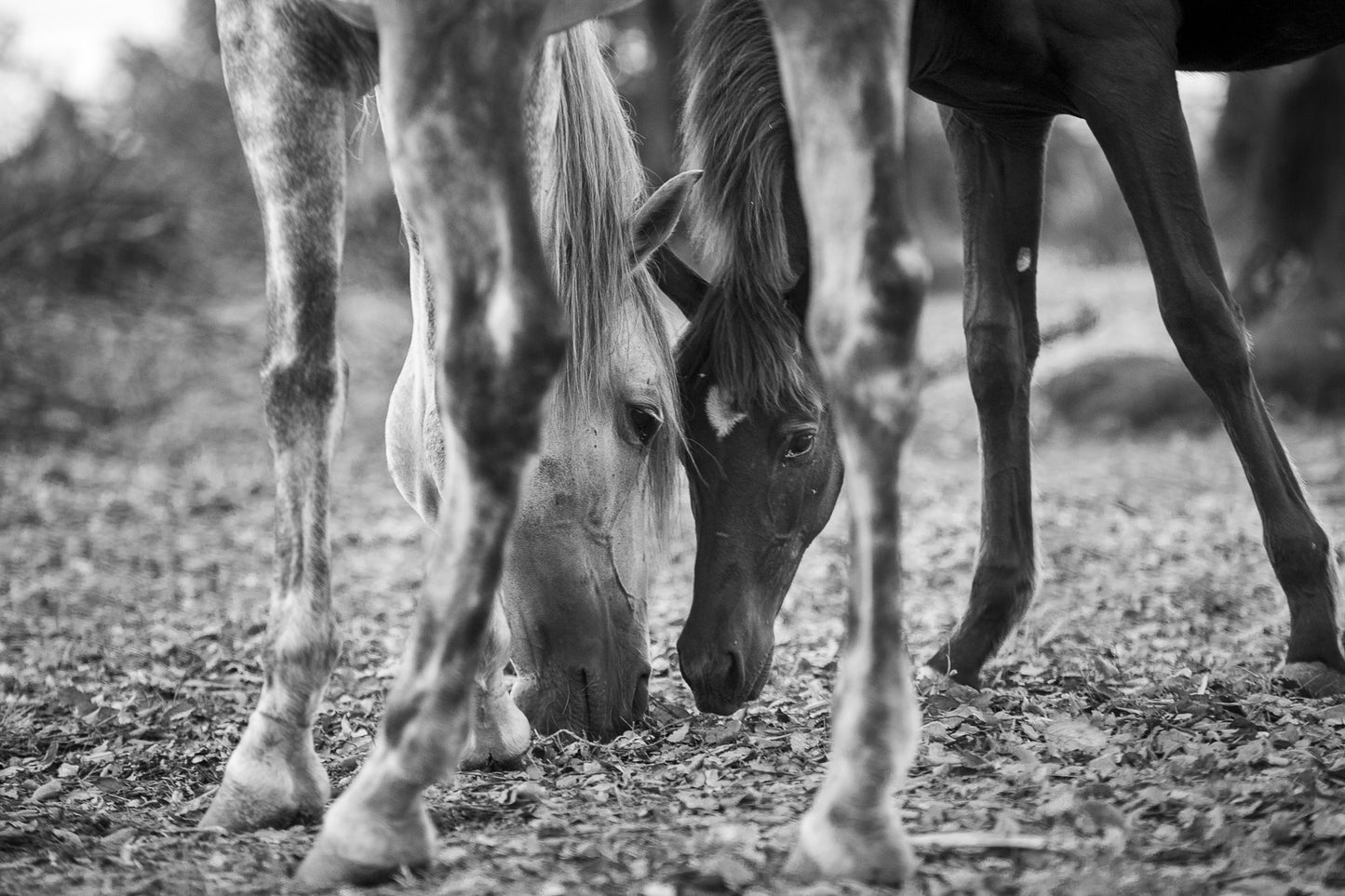Among the oak leaves