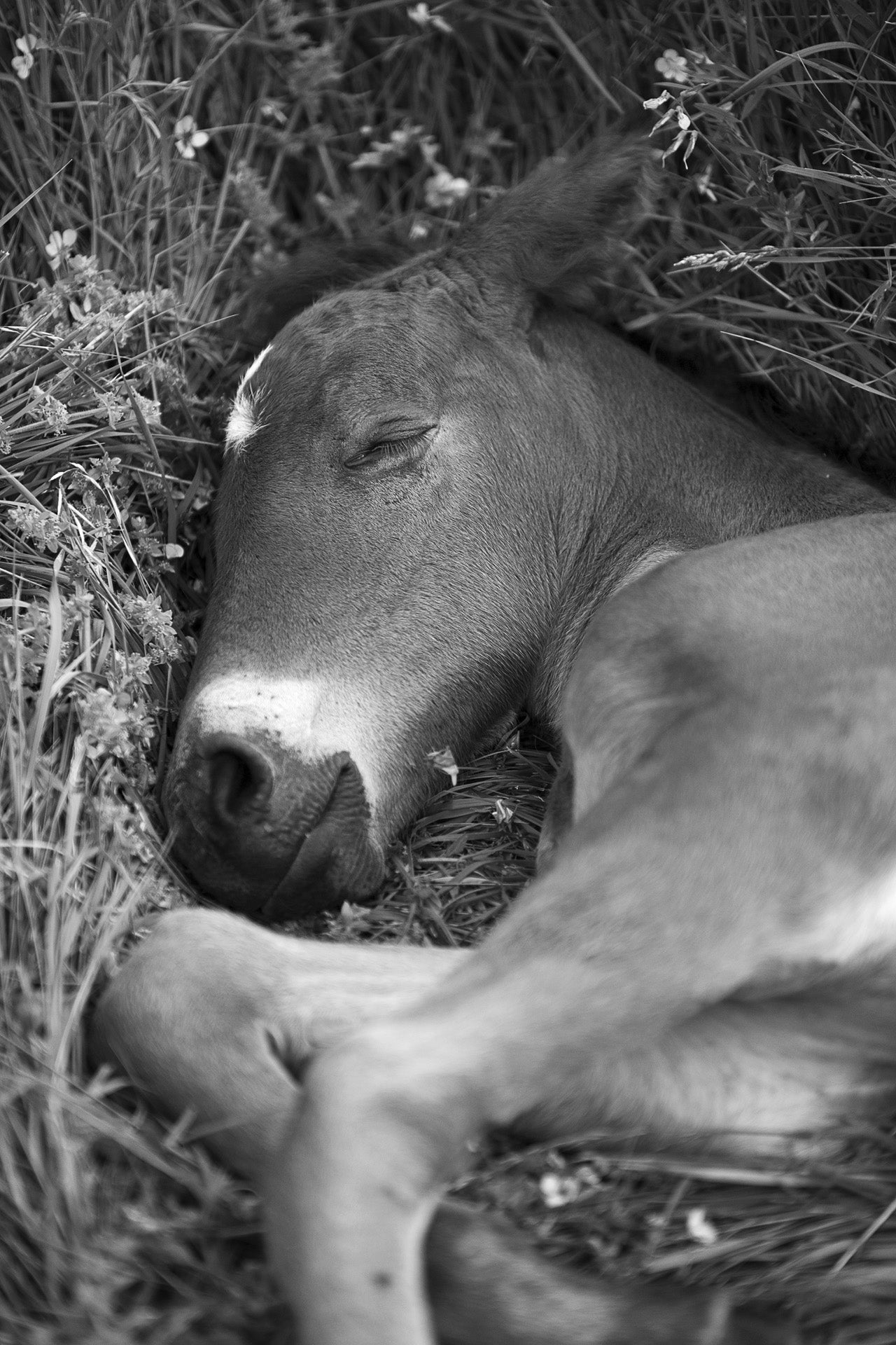 Sleeping Foal