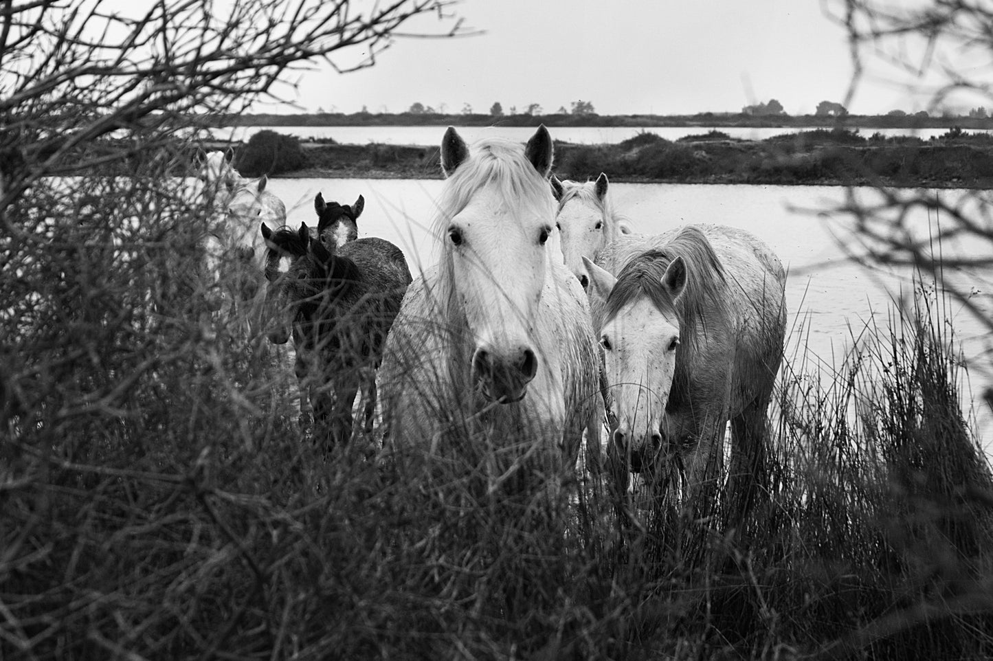 A Marshland Encounter