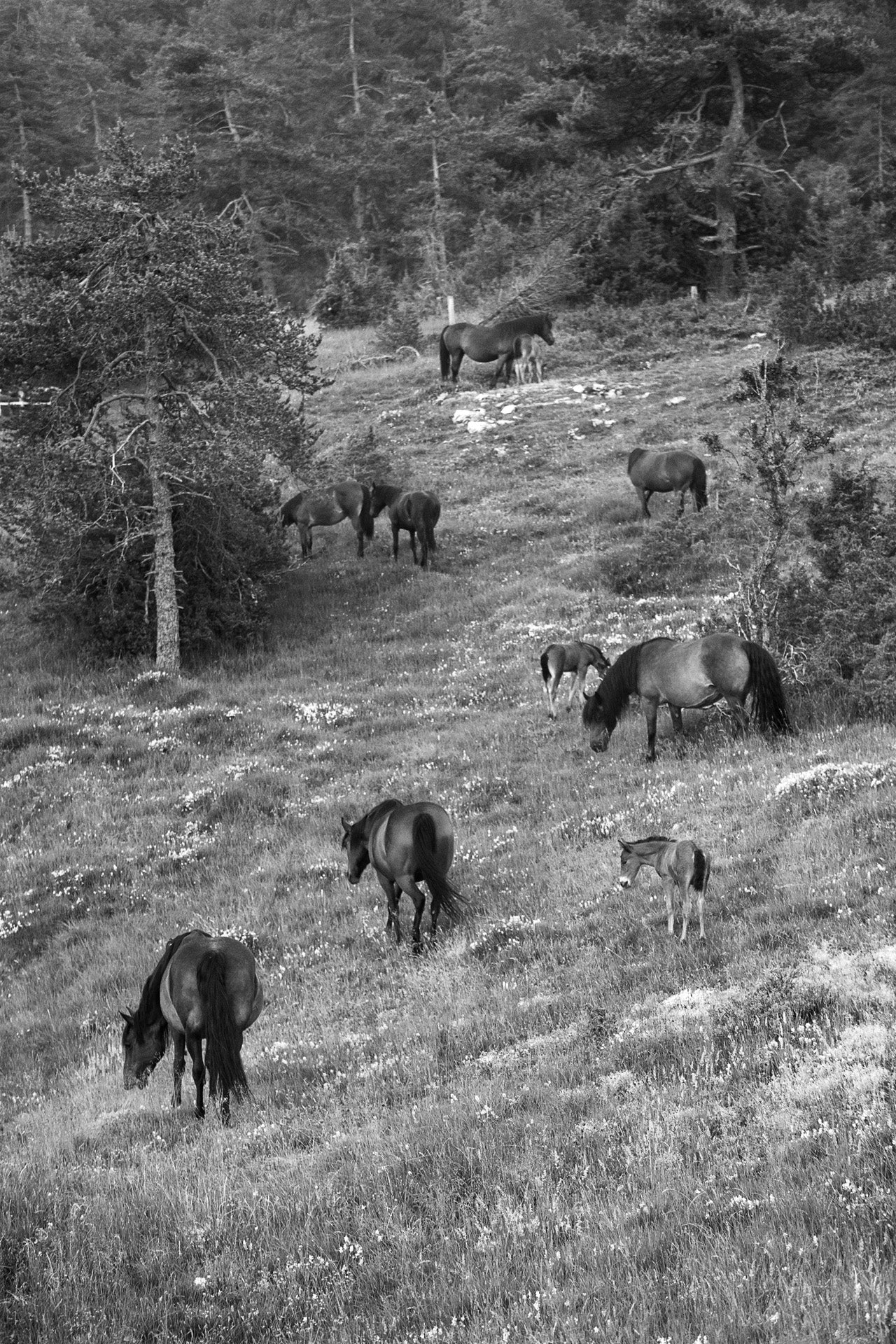 Horses and Forest