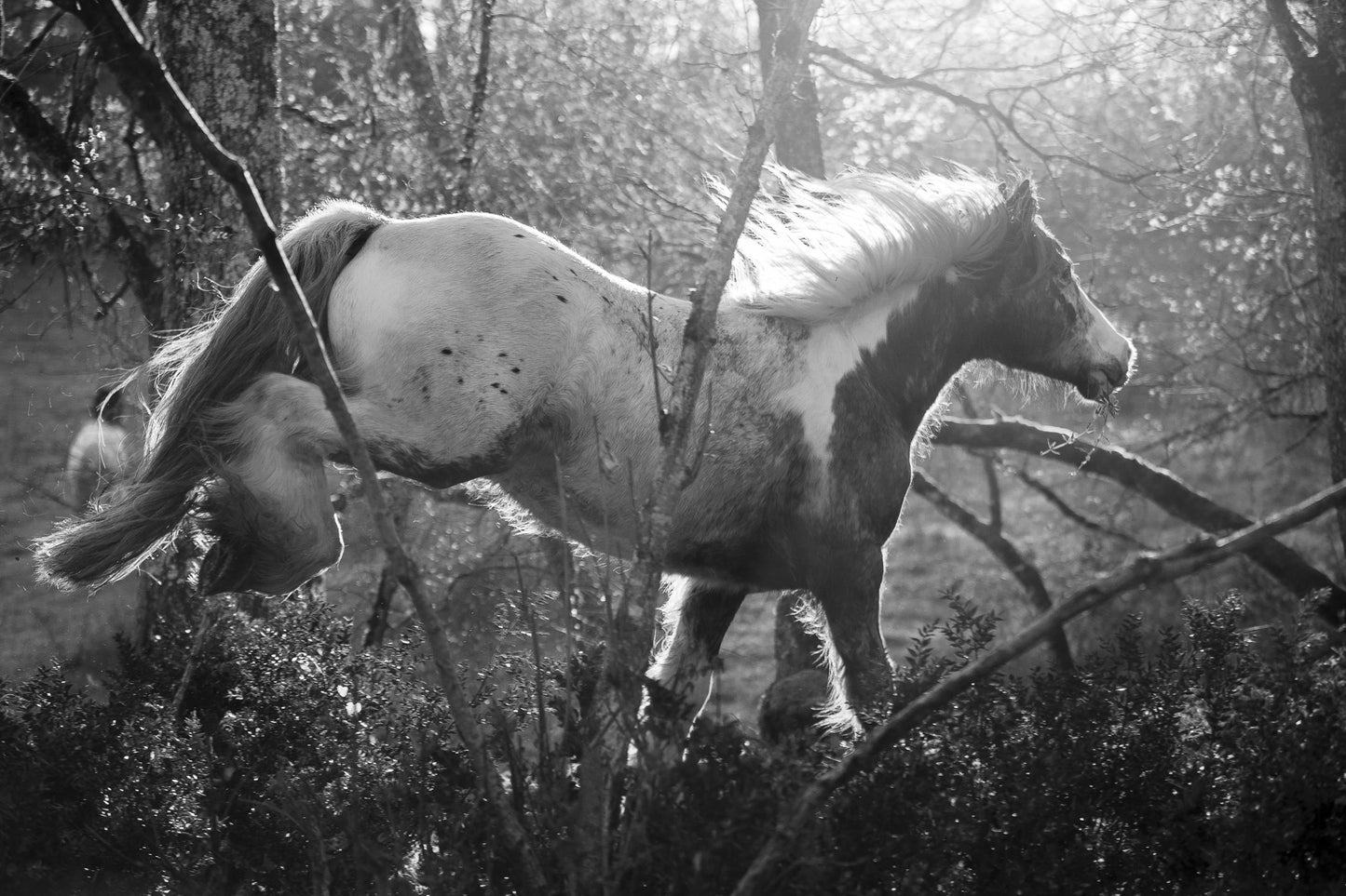 Flight through the Woods