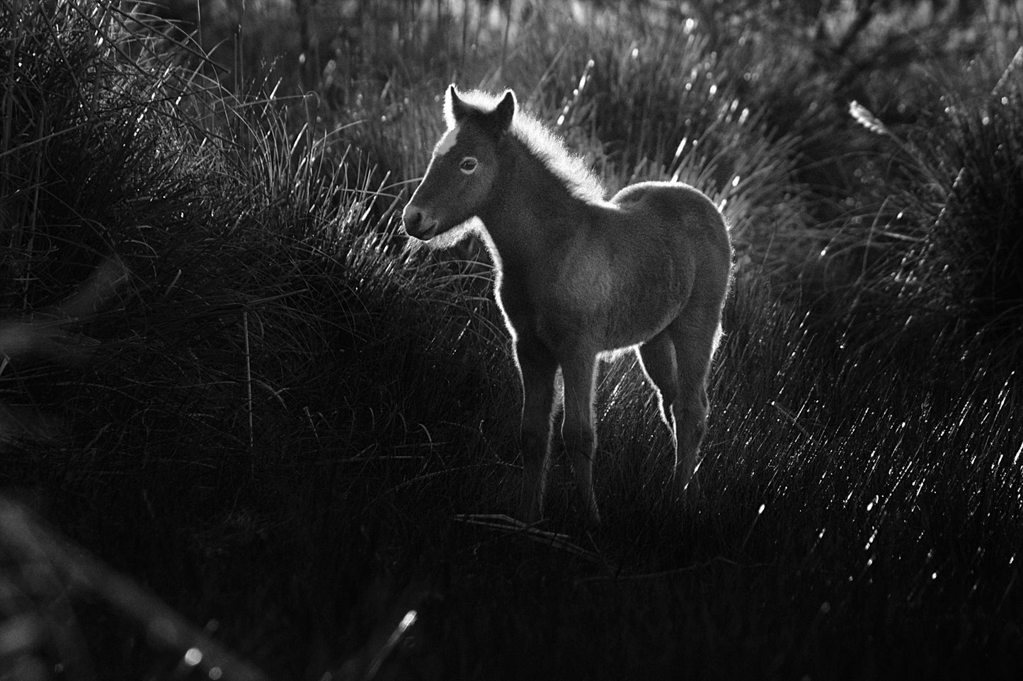 Foal at sunrise