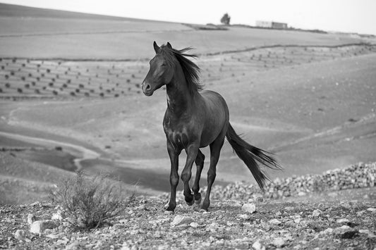 Who dwells in this house up the hill ?