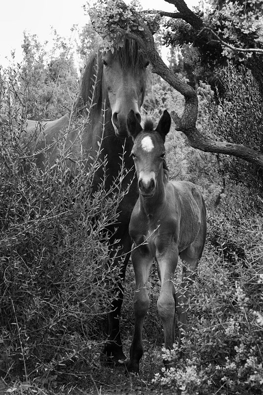 Mother and Daughter in the Crau