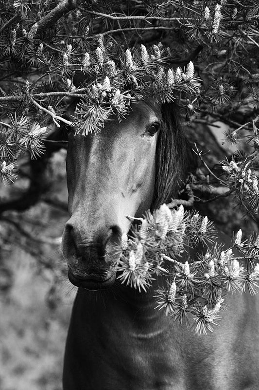 Princess of the Vercors