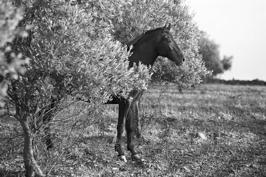 Rising from the sacred tree